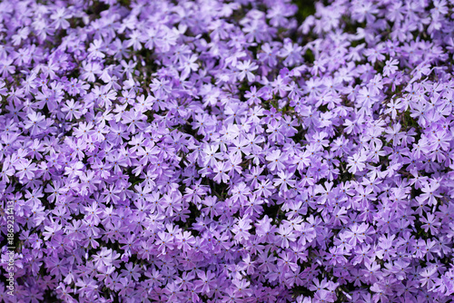 Spring purple flowers create a soft floral background. Spring blue flowers form a dense natural carpet. Spring flowers bloom together in a colorful pattern. Spring floral background is filled. © Volodymyr