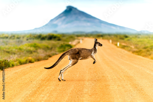 Kangaroo bounding across a red dirt road beneath a distant peak.
