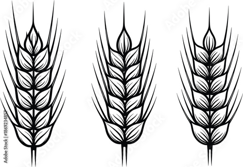 Stylized wheat ear vector illustration, abstract cereal grain spikes in black and white, botanical line art symbols for agriculture, harvest, bread, and organic food branding designs