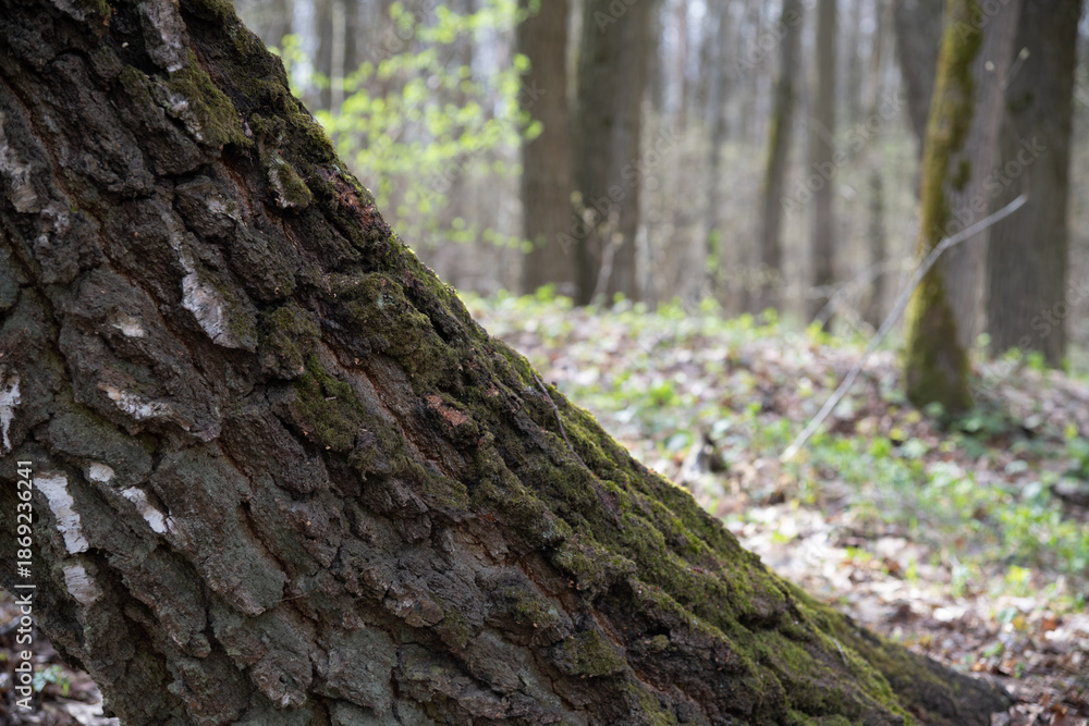 Obraz premium Tree trunk in a forest with green moss and blurred background of woods