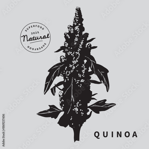 Quinoa plant with leaves vector illustration. Superfood. Minimalist art botanical poster template. Trinket design element.