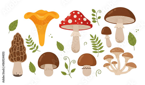 Cute forest mushroom vector collection with chanterelle and amanita isolated on transparent background