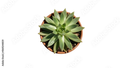 Green Succulent Plant in Terracotta Pot Isolated on White