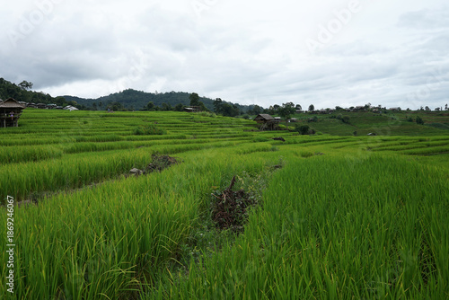 Natural landscape view of green rice paddy terrace