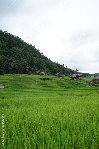 Natural landscape view of green rice paddy terrace