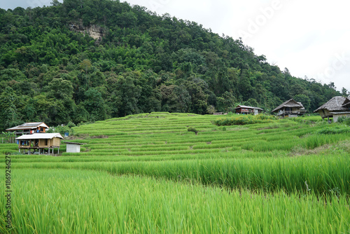Natural landscape view of green rice paddy terrace