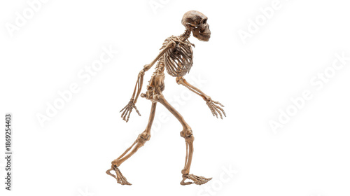 Early hominid skeleton fossil walking upright