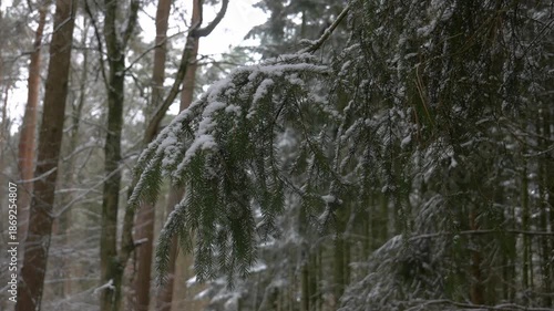 A panoramic view of a dense pine forest in winter, featuring many tall, thin trunks and bare branches lightly dusted with snow on a cold, overcast day.