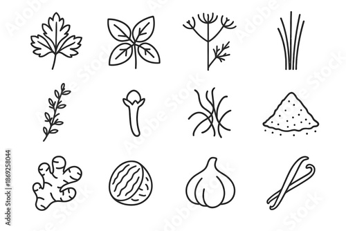 Stalks twig head icons herbs garlic ginger spices icon root vector basil