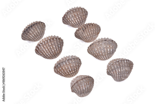 cockles seafood on white background