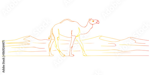 Continuous one line of a camel walking in the desert, animal world and wildlife, drawn vector illustration.