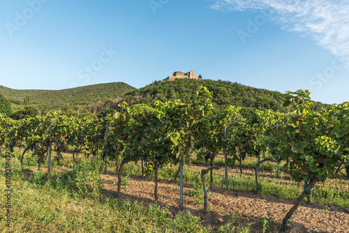 Hambach Castle (Hambacher Schloss) above vineyards, Palatinate wine region, Neustadt an der Weinstrasse, Rhineland-Palatinate, Germany