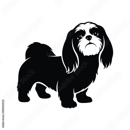 Black and white shih tzu isolated on white background, Vector, illustration