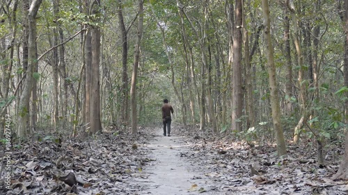 Solitary Walk Through Dry Forest Path