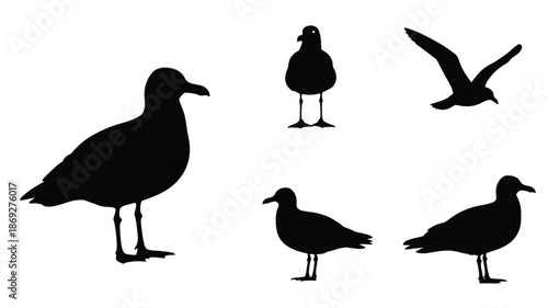 Black seabird silhouettes against a white background displaying avian forms silhouette