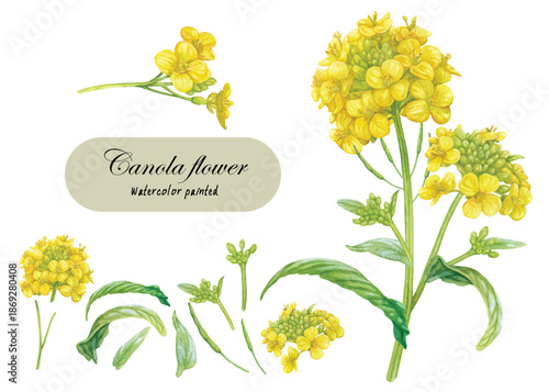 Canola flowers hand painted with watercolor isolated on transparent background