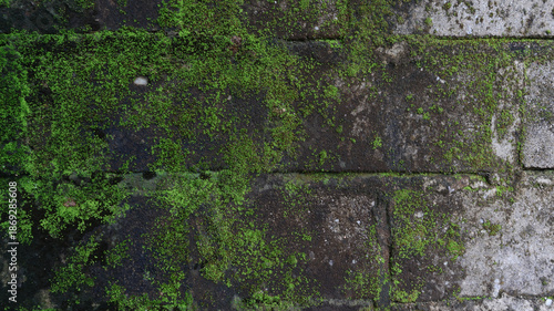 Concrete block wall covered by green moss