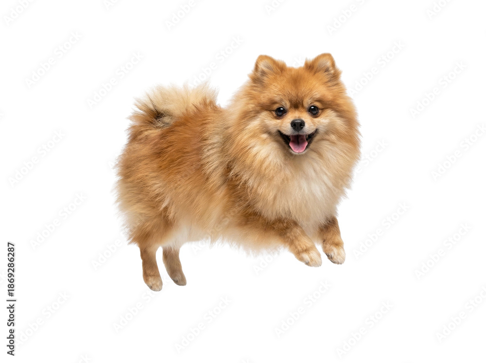 Obraz premium Happy Fluffy Pomeranian Dog Standing Isolated on White Background