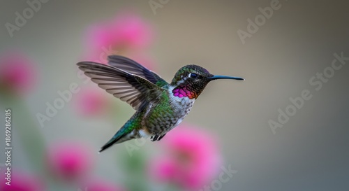  Vibrant Hummingbird Captured in Dynamic Mid-Flight Hovering with Iridescent Feathers