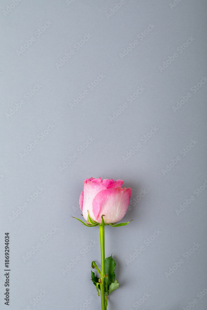 Fototapeta premium Overhead view of fresh pink rose isolated on gray background, copy space