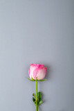 Overhead view of fresh pink rose isolated on gray background, copy space