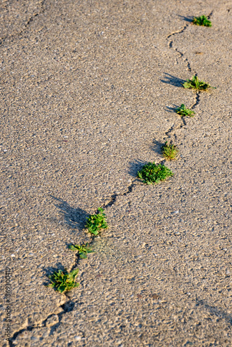 Fissure et adventices dans du bitume