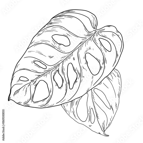 Monstera leaf, black and white sketch. Vector illustration. Tropical tree leaves, isolated on a white background. Green lush wildlife plants and fresh jungle foliage.