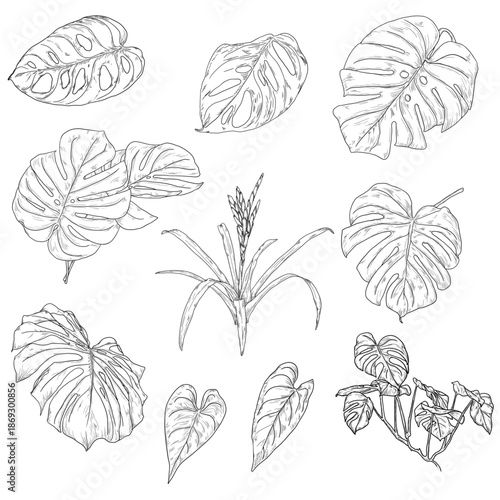 Monstera leaves and Guzmania flower with leaves, black and white sketch. Vector illustration. Tropical tree leaves isolated on white background. Green lush wildlife plants and fresh jungle foliage.