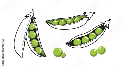 Detailed illustration of fresh green peas inside and outside of their pods showing the natural texture and organic appearance of the crop.