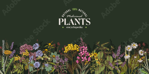 Medicinal plants vector seamless border