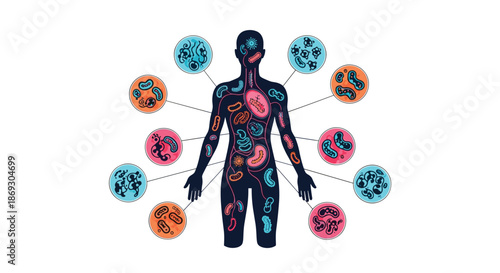 Medical illustration of a human body silhouette showing internal gut microbiota and various types of bacteria for health and science.