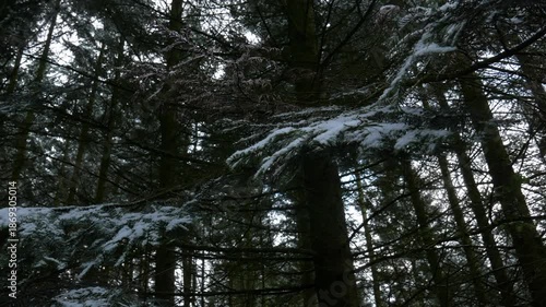 A panoramic view of a dense pine forest in winter, featuring many tall, thin trunks and bare branches lightly dusted with snow on a cold, overcast day.