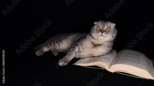 A beautiful gray Scottish cat with expressive brown eyes lies on a book, yawns sweetly and plays. An atmosphere of comfort, homely warmth and peace