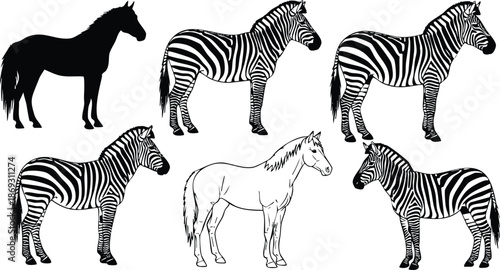 Black silhouette and detailed striped zebras alongside outlined horse side view set in flat design style isolated on white background vector art