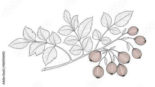 Detailed botanical illustration of a rosehip branch with leaves and ripe berries, hand-drawn in a vintage engraving style.