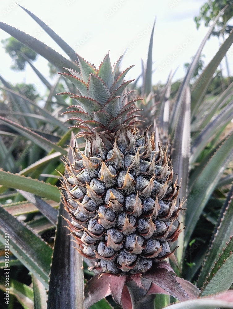Fototapeta premium pineapples growing in a field. The fruits are still attached to their parent plants, which feature long, sharp, sword-like green leaves.
