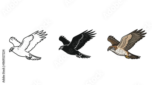 Set of three illustrations of a bird of prey in flight outline, silhouette and full color realistic style