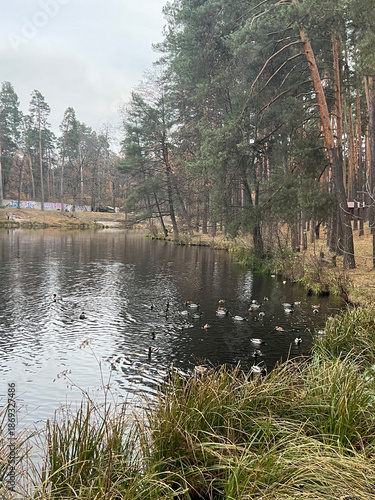 Calm forest pond is dotted with ducks gliding across dark water beneath tall pine trees. Ukraine Voditsa Forest, Kyiv