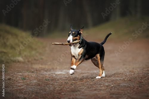 happy bull terrier dog running in the forest with a wooden stick