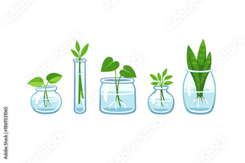 Hydroponic Plant Growth in Glass Containers