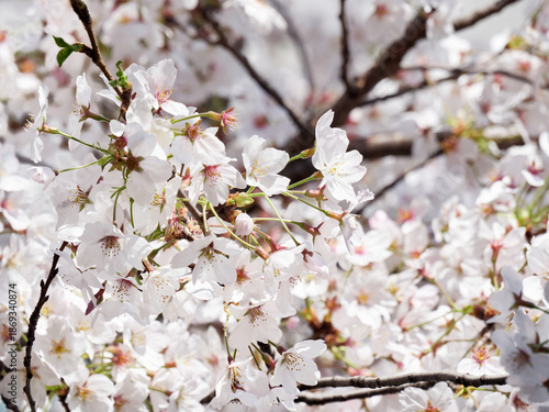 Cherry blossoms in full bloom in spring