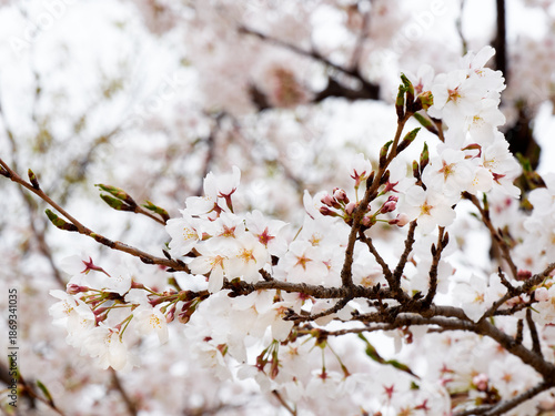 Cherry blossoms in full bloom in spring