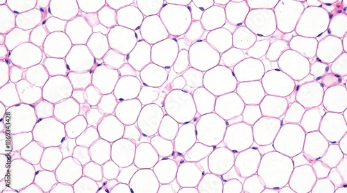 Microscopic view of adipose tissue showing adipocytes with nuclei at the periphery, stained with Hematoxylin and Eosin.