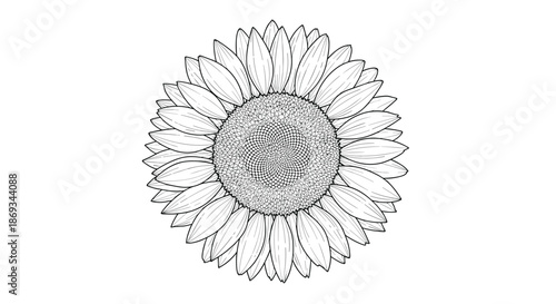 Detailed black and white, hand-drawn illustration of a sunflower head, showcasing its petals and intricate seed pattern in the center.