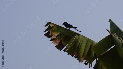 Black Drongo Bird on Banana Leaf Against the Clear Blue Sky Background 