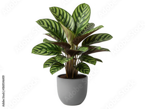 Potted calathea plant with patterned leaves isolated on transparent background