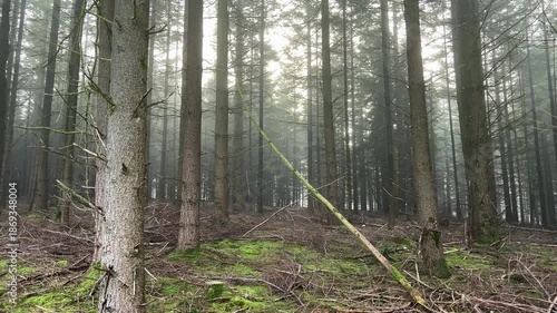 A serene panoramic view of a dense pine forest shrouded in thick morning fog, with a mossy floor covered in fallen branches and soft sunlight filtering through.