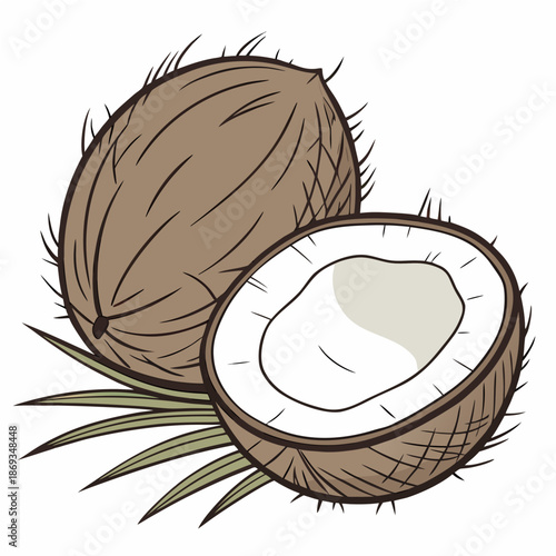 Fresh coconut fruit illustration with green leaves in a natural vector style