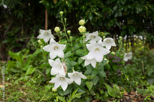 White bellflowers in lush greenery