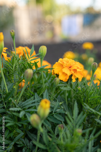 Vibrant yellow marigold flowers blooming in a lush garden setting